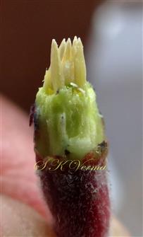  Stamens